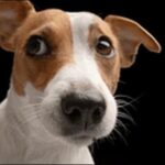 「ち」で始まる犬の名前おススメを紹介!犬の愛らしさを引き立てよう