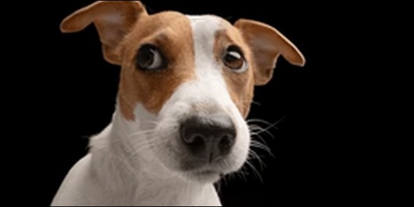「ち」で始まる犬の名前おススメを紹介!犬の愛らしさを引き立てよう