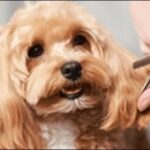 「と」で始まる犬の名前おススメを紹介!多様な響きや意味を比較可能