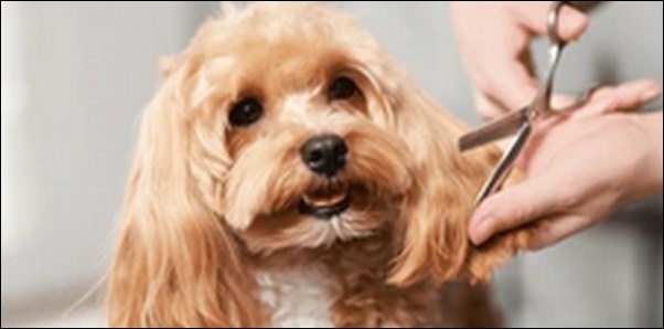 「と」で始まる犬の名前おススメを紹介!多様な響きや意味を比較可能