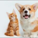 「つ」で始まる犬の名前おススメを紹介!印象に残りやすいのが特長
