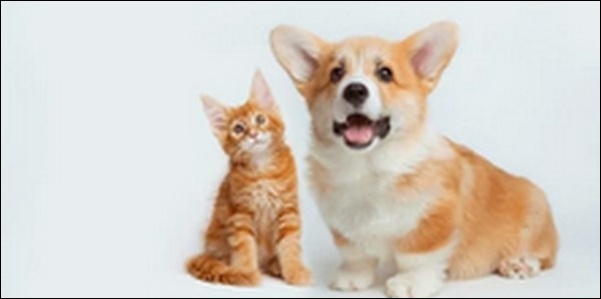 「つ」で始まる犬の名前おススメを紹介!印象に残りやすいのが特長