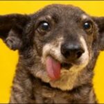 「う」で始まる犬の名前おススメを紹介！個性を出すチャンスです。