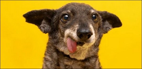 「う」で始まる犬の名前おススメを紹介!個性を出すチャンスです。