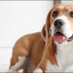 「わ」で始まる犬の名前おススメを紹介！個性を大切にしたい人必見