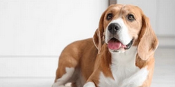 「わ」で始まる犬の名前おススメを紹介！個性を大切にしたい人必見