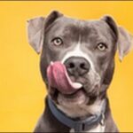 「や」で始まる犬の名前おススメを紹介！個性的で響きの良い名前が鍵