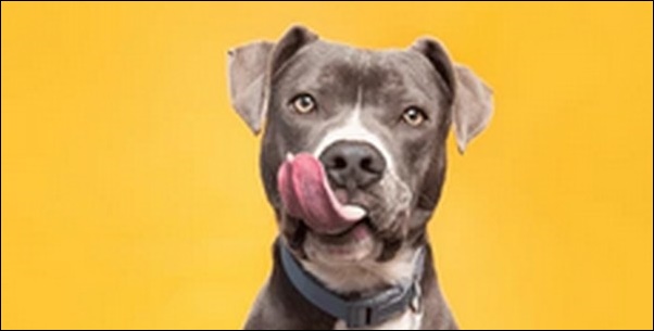 「や」で始まる犬の名前おススメを紹介!個性的で響きの良い名前が鍵