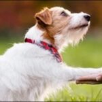 「よ」で始まる犬の名前おススメを紹介！個性を際立たせる武器になる