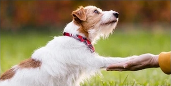 「よ」で始まる犬の名前おススメを紹介！個性を際立たせる武器になる