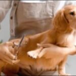 「ゆ」で始まる犬の名前おススメを紹介!名づけの幅がぐんと広がる