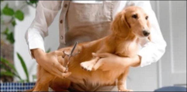 「ゆ」で始まる犬の名前おススメを紹介！名づけの幅がぐんと広がる