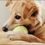 変な犬の名前おススメを紹介!迷ったときの発想の幅が広がる。