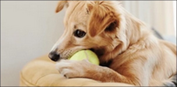 変な犬の名前おススメを紹介！迷ったときの発想の幅が広がる。