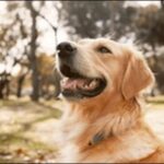 おしゃれな犬の名前おススメを紹介!名づけの際に個性やセンスを反映