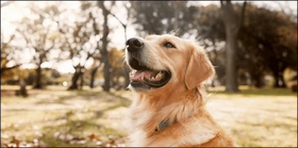 おしゃれな犬の名前おススメを紹介！名づけの際に個性やセンスを反映