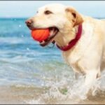 犬の名前夏生まれおススメを紹介!夏の明るさや爽やかさを反映可能