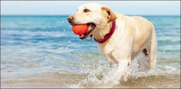 犬の名前夏生まれおススメを紹介!夏の明るさや爽やかさを反映可能