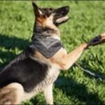 犬の名前スイーツ系おススメを紹介！響きが可愛くて親しみやすい