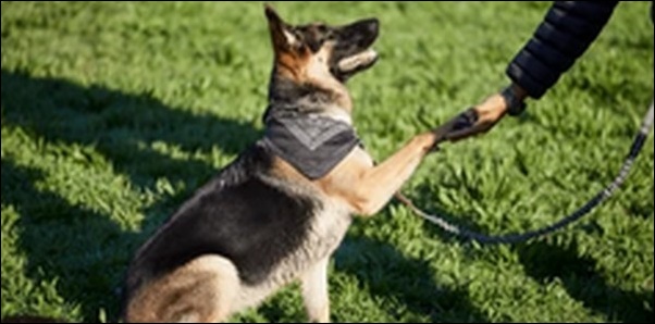 犬の名前スイーツ系おススメを紹介！響きが可愛くて親しみやすい