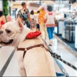 栃木県ペットショップおススメ8選！満足度の高い選択をしよう。