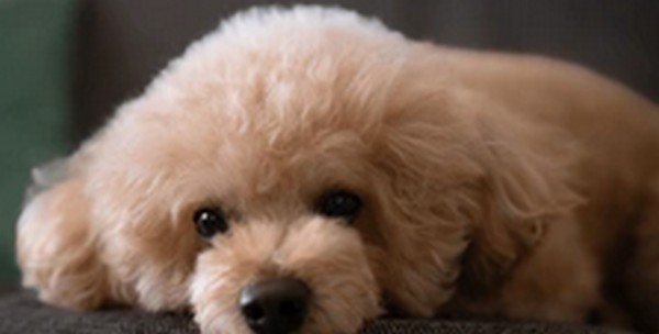 犬の名前トイプードルおススメを紹介！好みに合った名前を見つけよう
