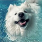 個性的な犬の名前おススメを紹介！飼い主のセンスや想いを表現すべし