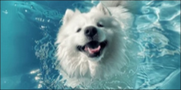 個性的な犬の名前おススメを紹介!飼い主のセンスや想いを表現すべし
