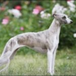 ウィペットのしつけのコツ18選！飼い主との信頼関係を大切にすべし