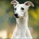 ウィペットの犬の名前おススメを紹介!雰囲気に合った呼び名が最適