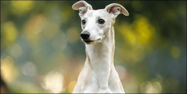 ウィペットの犬の名前おススメを紹介!雰囲気に合った呼び名が最適