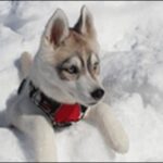 犬の名前冬生まれおススメを紹介!冬特有の情景を込めることが可能