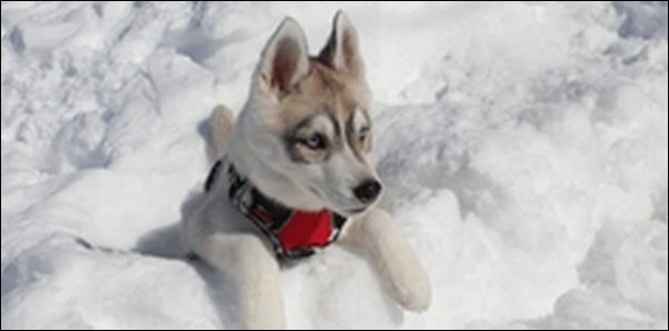 犬の名前冬生まれおススメを紹介!冬特有の情景を込めることが可能