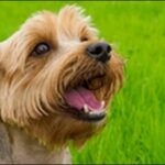 犬の名前ヨークシャーテリアおススメを紹介!見た目や性格を検討