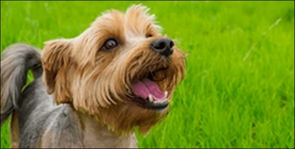 犬の名前ヨークシャーテリアおススメを紹介!見た目や性格を検討