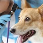 秋田県動物病院おススメ15選！信頼できる情報を知っておくべし