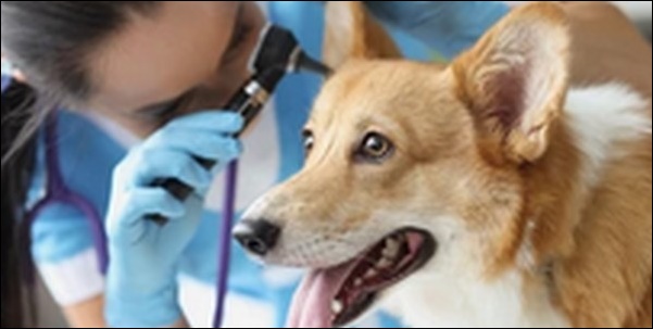 【口コミ】秋田県動物病院おススメ15選！信頼できる情報が大切