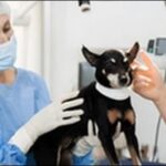 【口コミ】福井県動物病院おススメ10選!事前の情報収集が大切