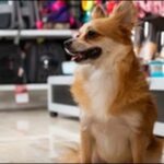 福岡県ペットショップおススメ10選!希望に合った店舗を見つけよう