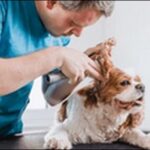fukushima-veterinary-clinic