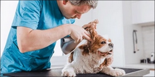 fukushima-veterinary-clinic