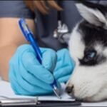 【口コミ】岐阜県動物病院おススメ10選！信頼できる選択肢を持とう