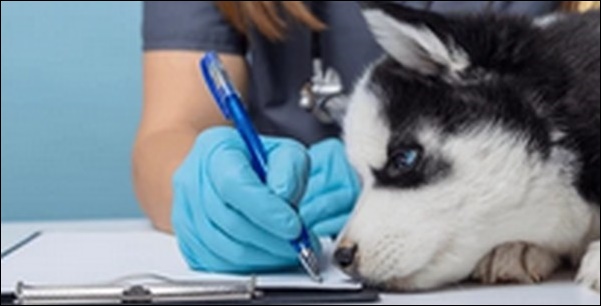 【口コミ】岐阜県動物病院おススメ10選！信頼できる選択肢を持とう