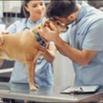 【口コミ】群馬県動物病院おススメ10選!経験豊富な獣医師が特徴