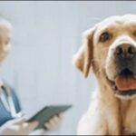 【口コミ】広島県動物病院おススメ10選！迅速かつ適切な対応が可能