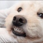 北海道動物病院おススメおススメ13選！急な体調不良にも迅速に対応