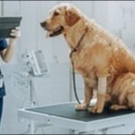 【口コミ】兵庫県動物病院おススメ10選！ペットの健康管理に役立つ