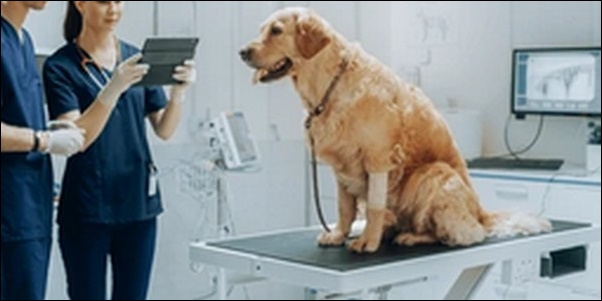 【口コミ】兵庫県動物病院おススメ10選!ペットの健康管理に役立つ