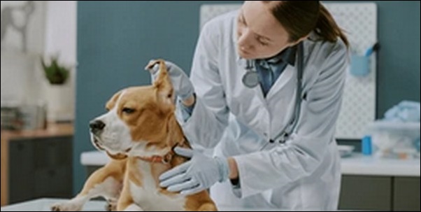 【口コミ】茨城県動物病院おススメ10選！愛犬の健康管理に直結