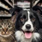 石川県ペットショップおススメ10選！事前の情報収集は欠かせません